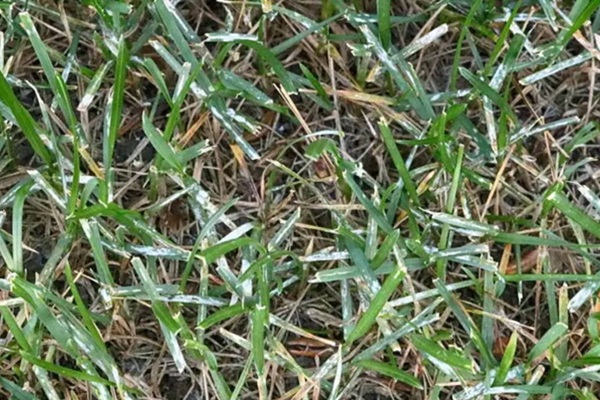 Meeldauw in het gazon herkennen en bestrijden